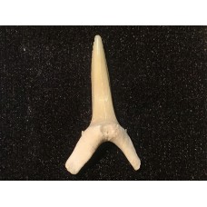 Fosilní žraločí zub